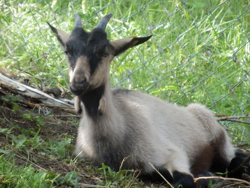 alpske_koze (10).jpg