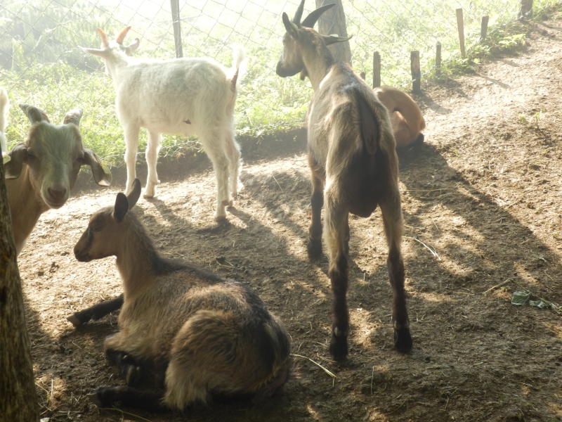 alpske_koze (11).jpg