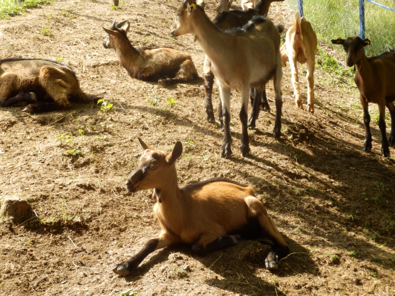 alpske_koze (12).jpg