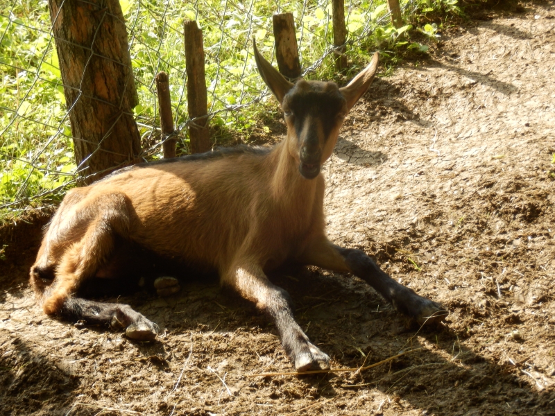 alpske_koze (15).jpg