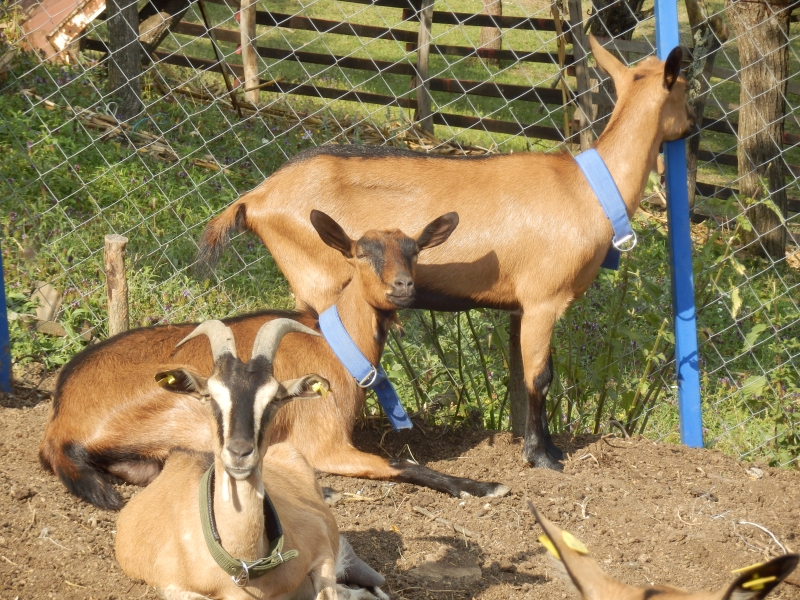 alpske_koze (26).jpg