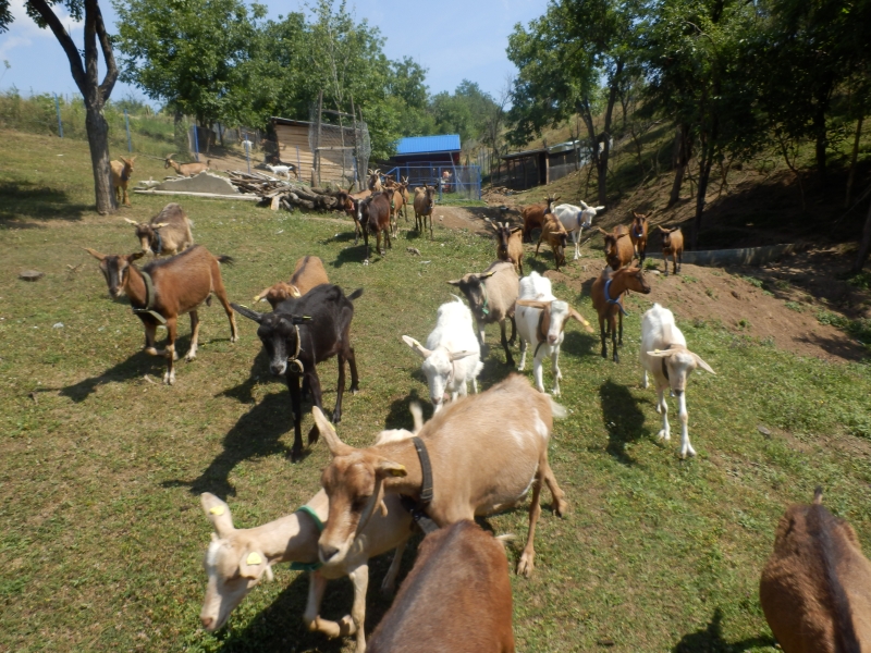 alpske_koze (29).jpg