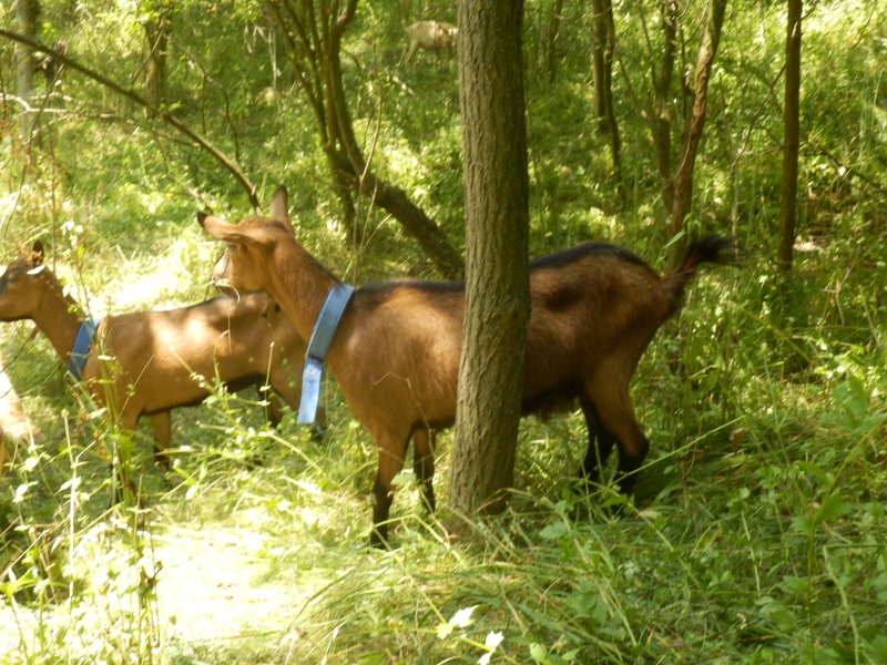 alpske_koze (31).jpg