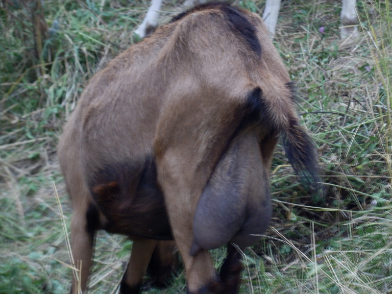 alpske_koze (38).jpg