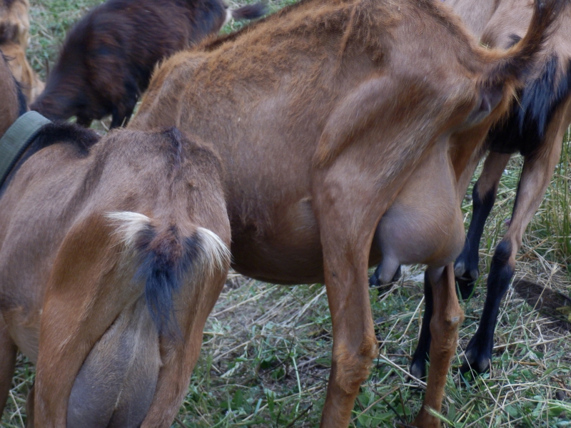 alpske_koze (39).jpg