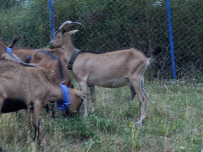 alpske_koze (42).jpg