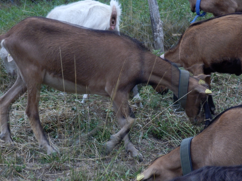 alpske_koze (47).jpg