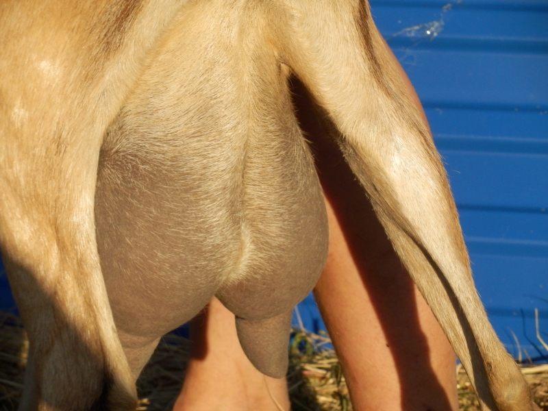 alpske_koze (50).jpg