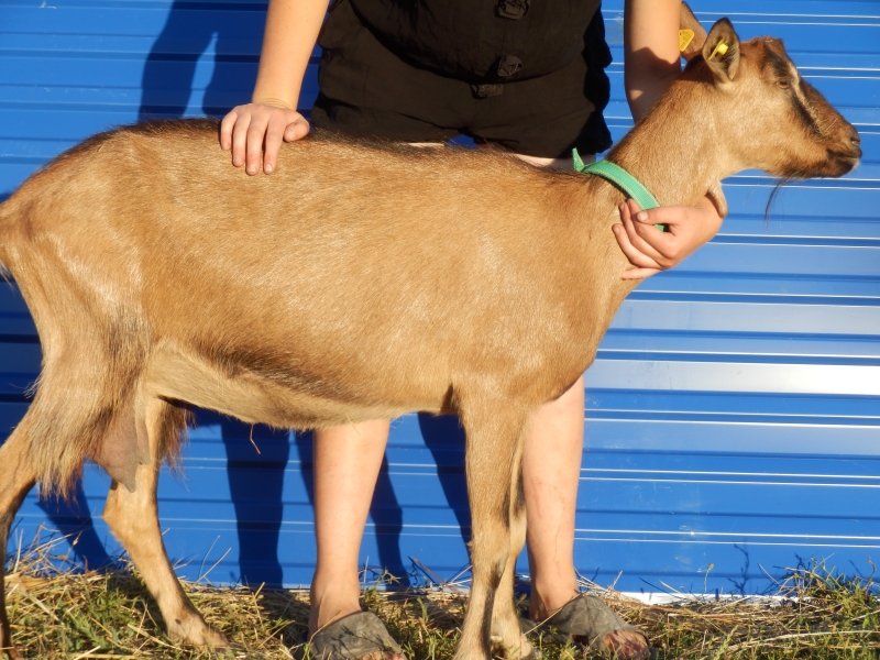 alpske_koze (56).jpg