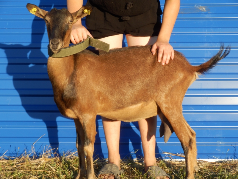 alpske_koze (58).jpg