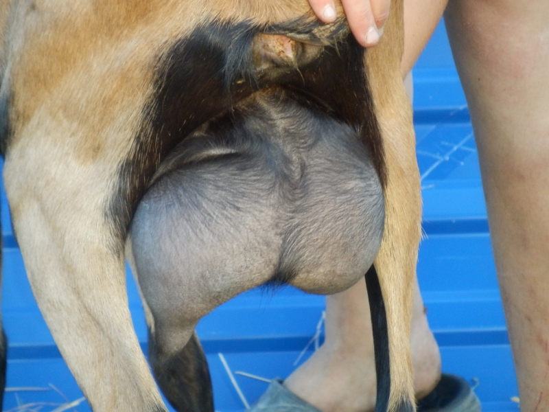 alpske_koze (68).jpg