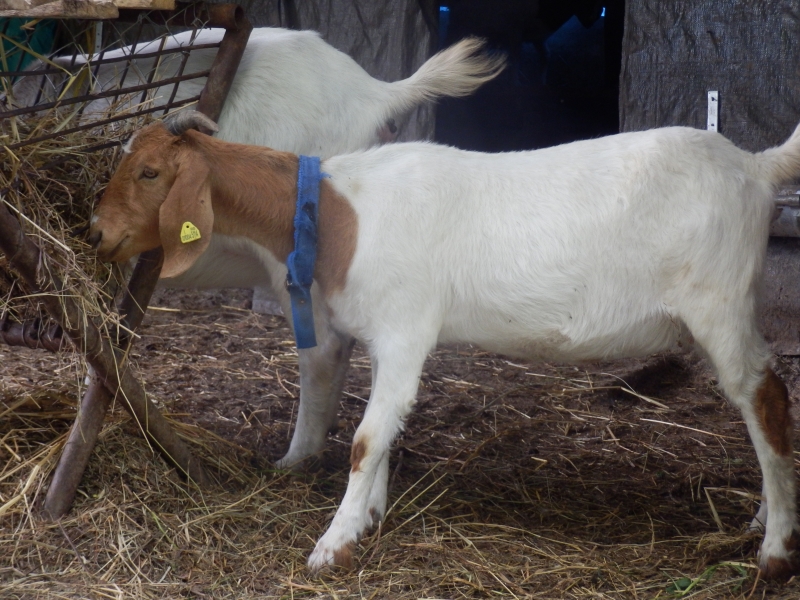 burske_koze (15).jpg