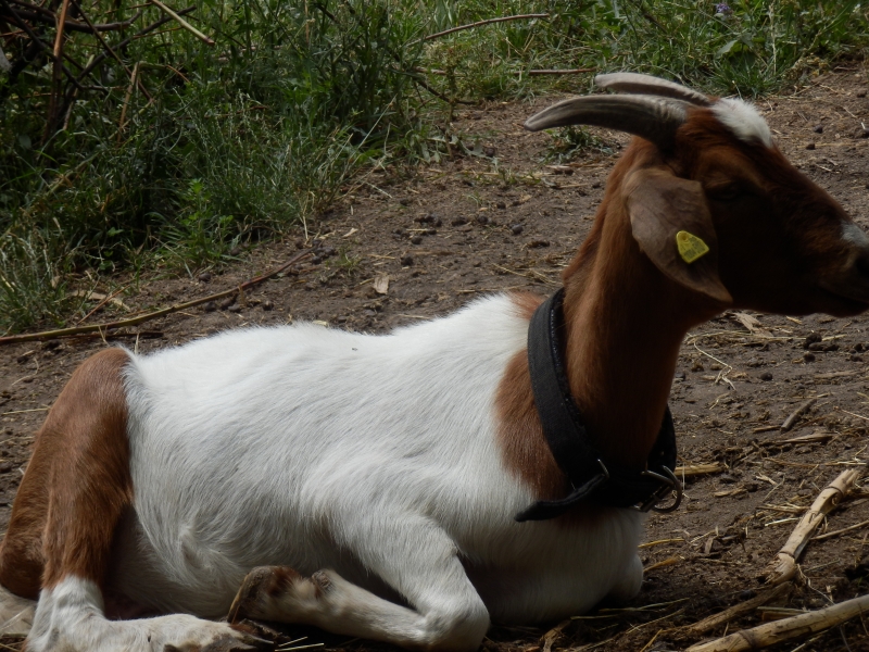 burske_koze (28).jpg