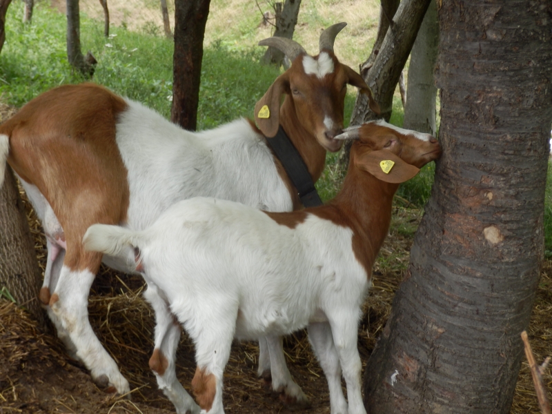 burske_koze (32).jpg