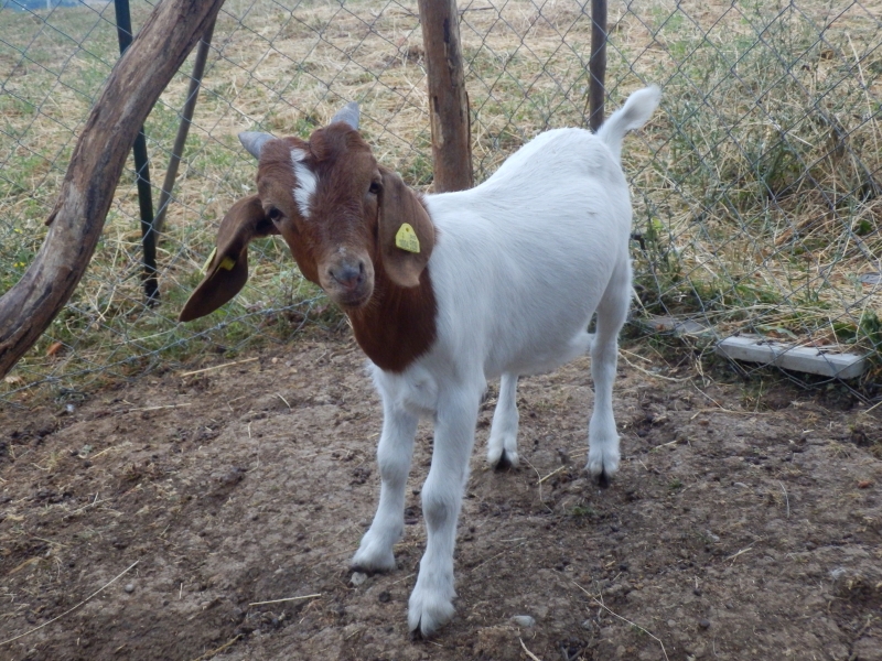 burske_koze (85).jpg