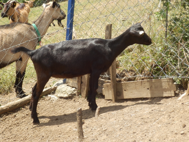 crne_koze (6).jpg