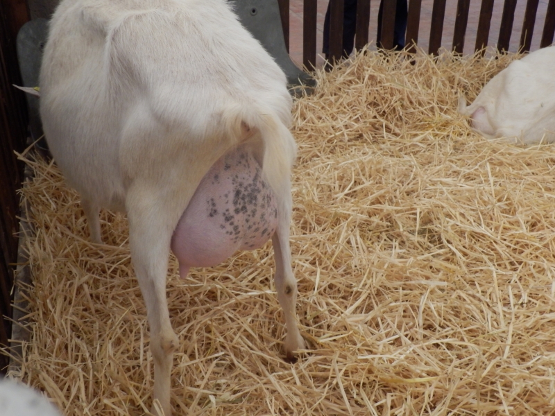 sanske_koze (20).jpg