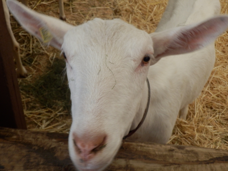 sanske_koze (30).jpg