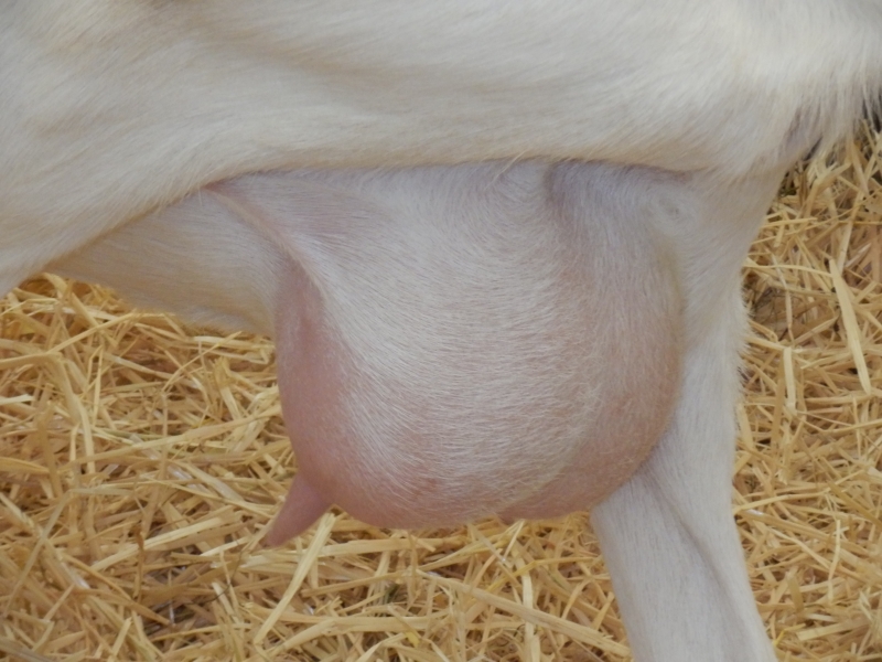 sanske_koze (33).jpg