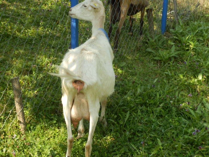 sanske_koze (35).jpg