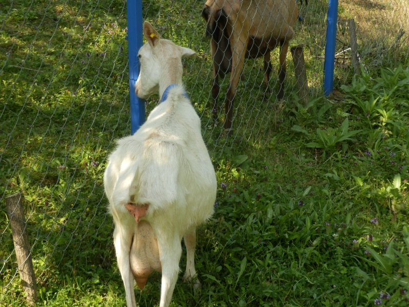 sanske_koze (36).jpg