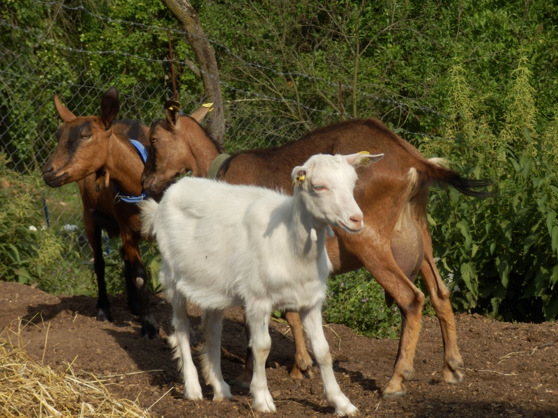 sanske_koze (37).jpg