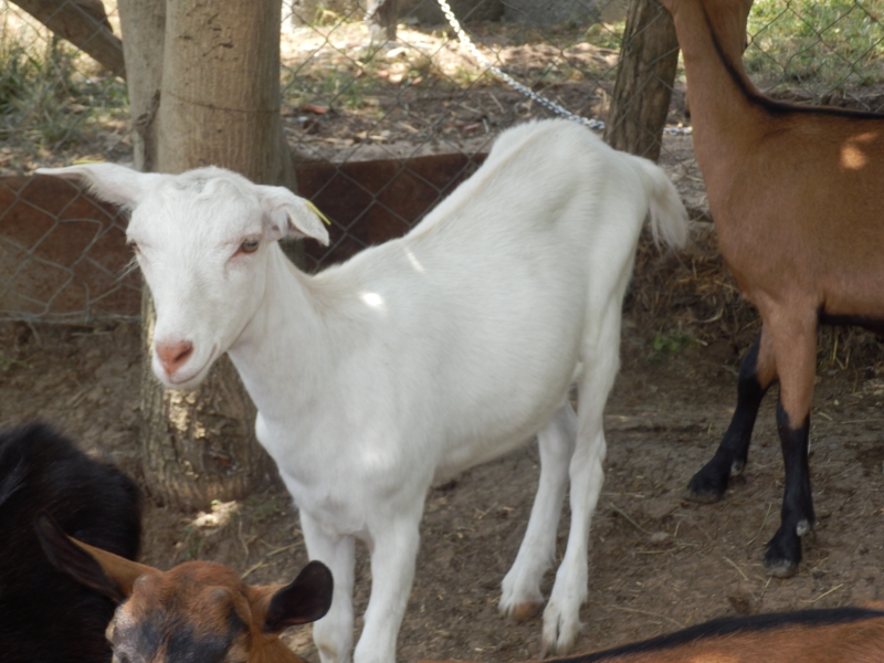 sanske_koze (41).jpg