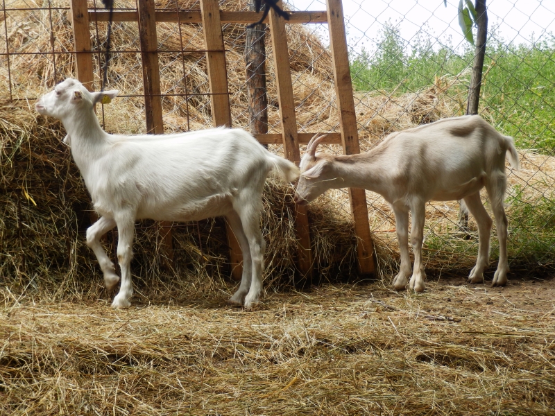 sanske_koze (43).jpg