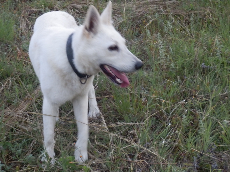 z_beli_ovcari (6).jpg