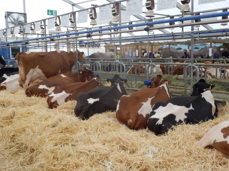 zx_sajam_bern (11).jpg