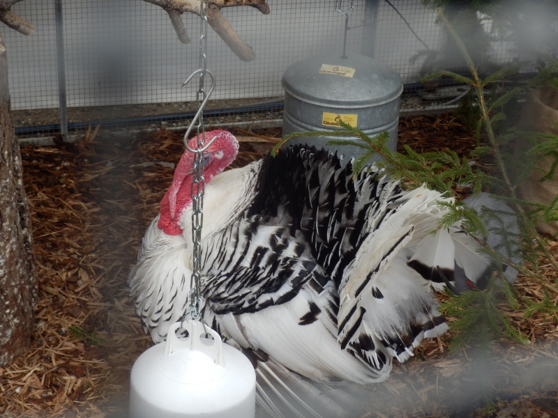 zx_sajam_bern (15).jpg