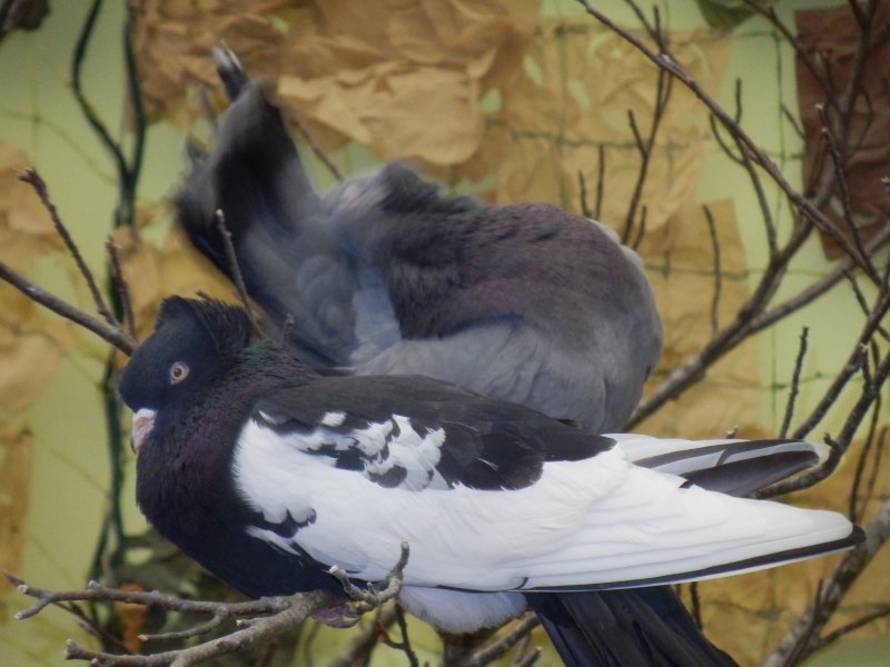 zx_sajam_bern (24).jpg