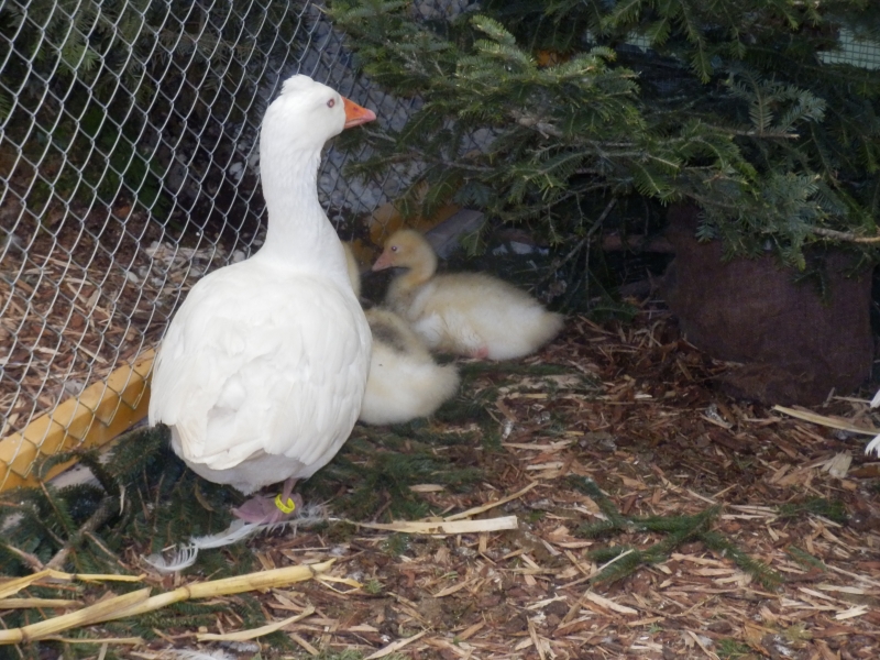 zx_sajam_bern (26).jpg