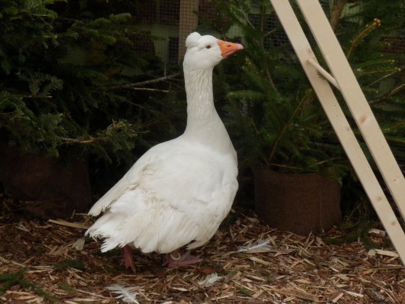 zx_sajam_bern (27).jpg