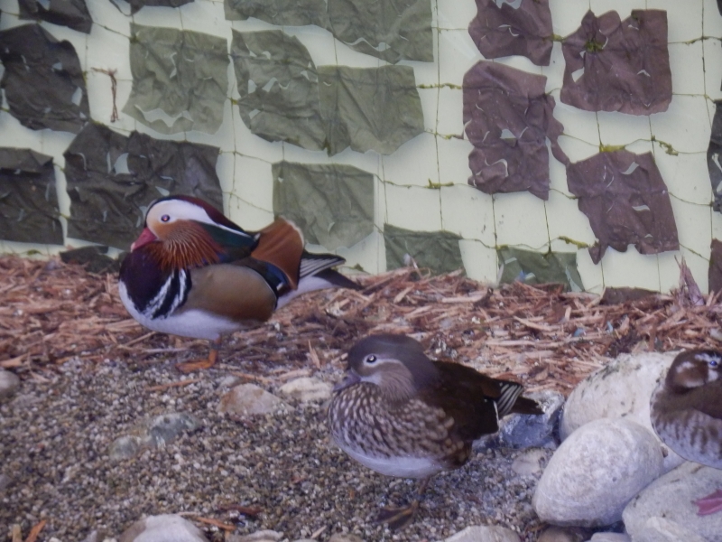 zx_sajam_bern (28).jpg