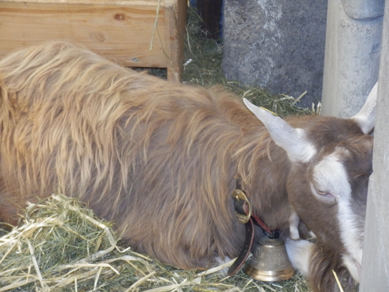 zx_sajam_bern (33).jpg