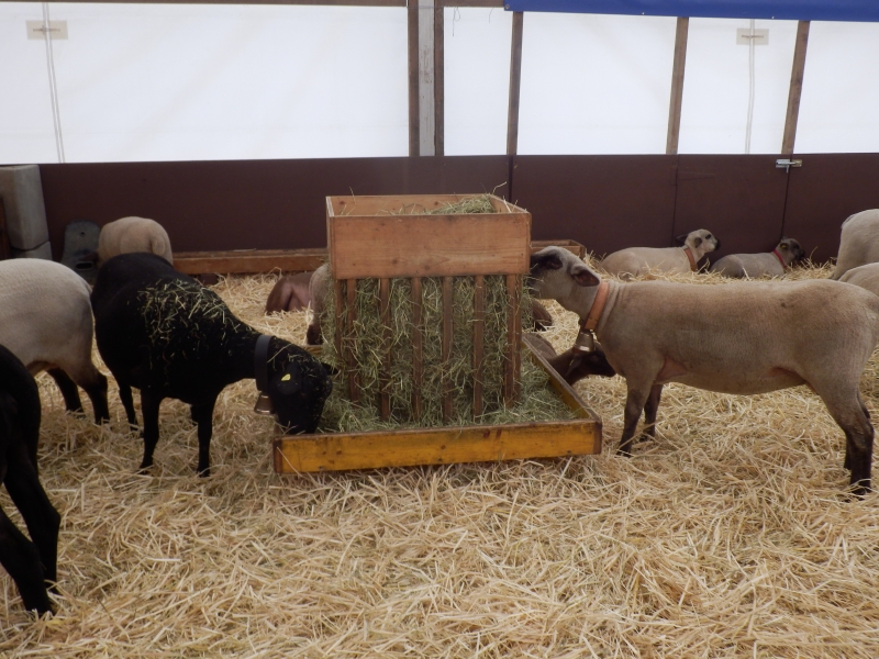 zx_sajam_bern (36).jpg