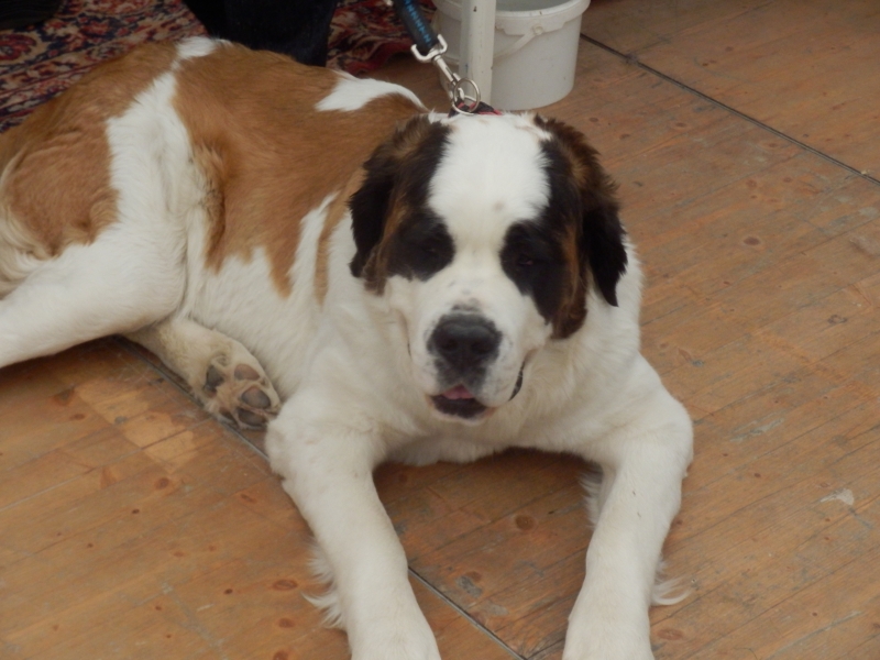 zx_sajam_bern (42).jpg