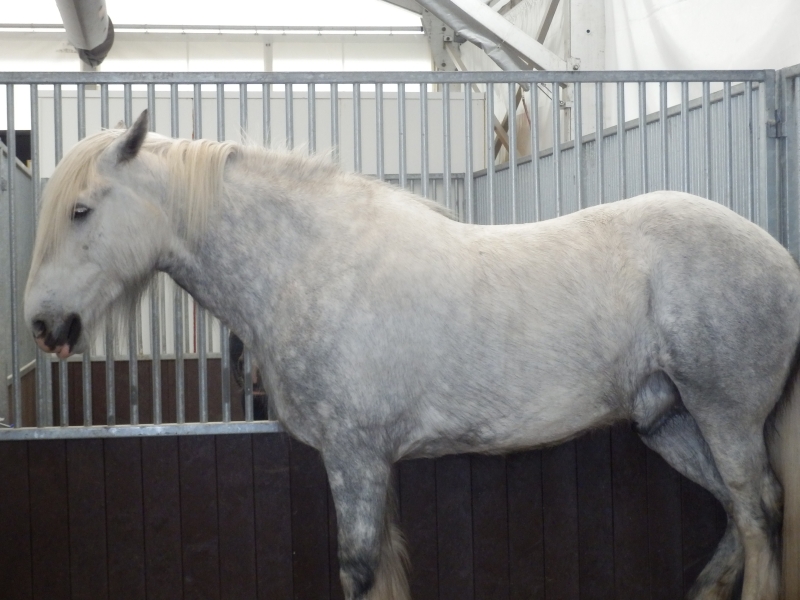 zx_sajam_bern (46).jpg