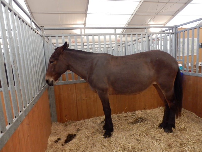 zx_sajam_bern (49).jpg