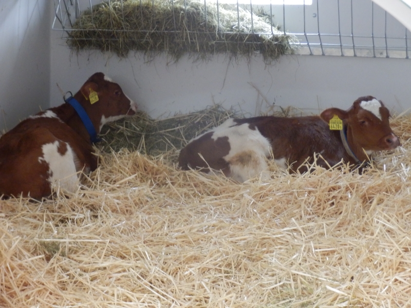 zx_sajam_bern (5).jpg