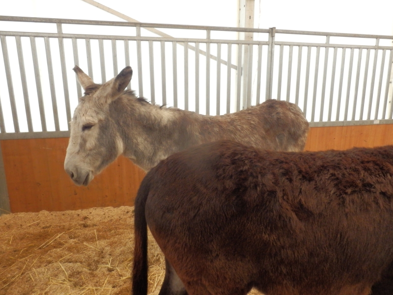 zx_sajam_bern (50).jpg