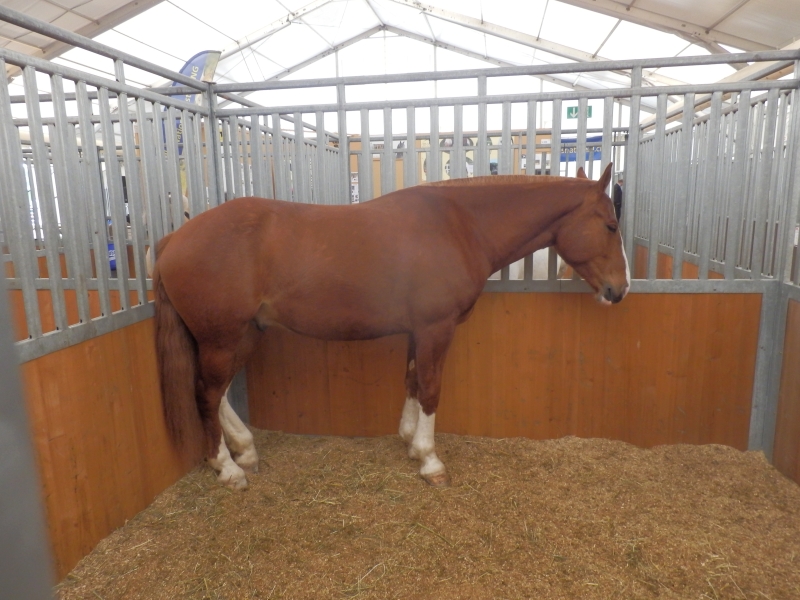 zx_sajam_bern (51).jpg