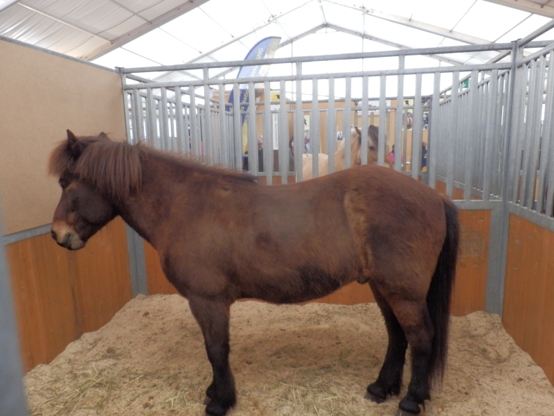 zx_sajam_bern (52).jpg