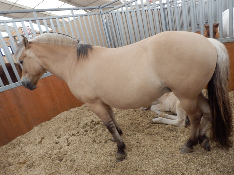 zx_sajam_bern (54).jpg