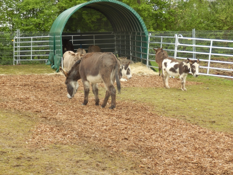 zx_sajam_bern (58).jpg