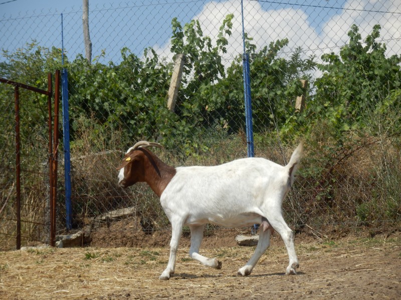 kozeburske (101).jpg