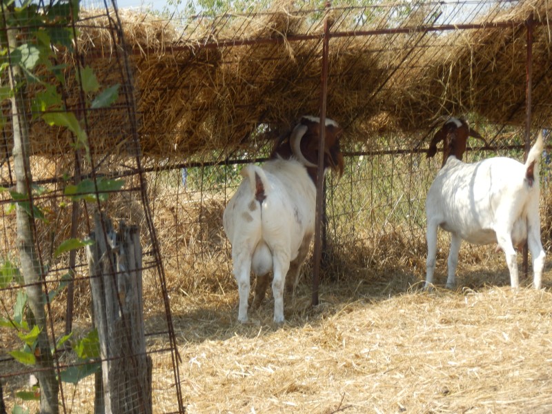 kozeburske (106).jpg