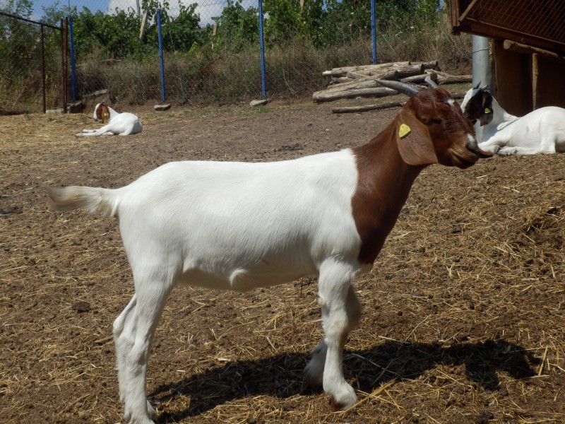 kozeburske (107).jpg