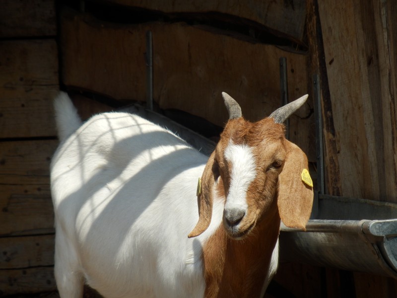 kozeburske (112).jpg